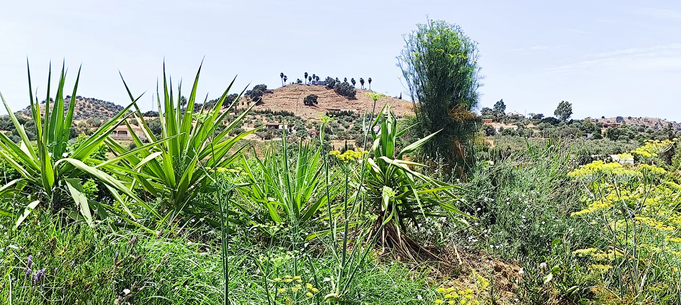 Andalusian countryside views near Dragonfly Retreat