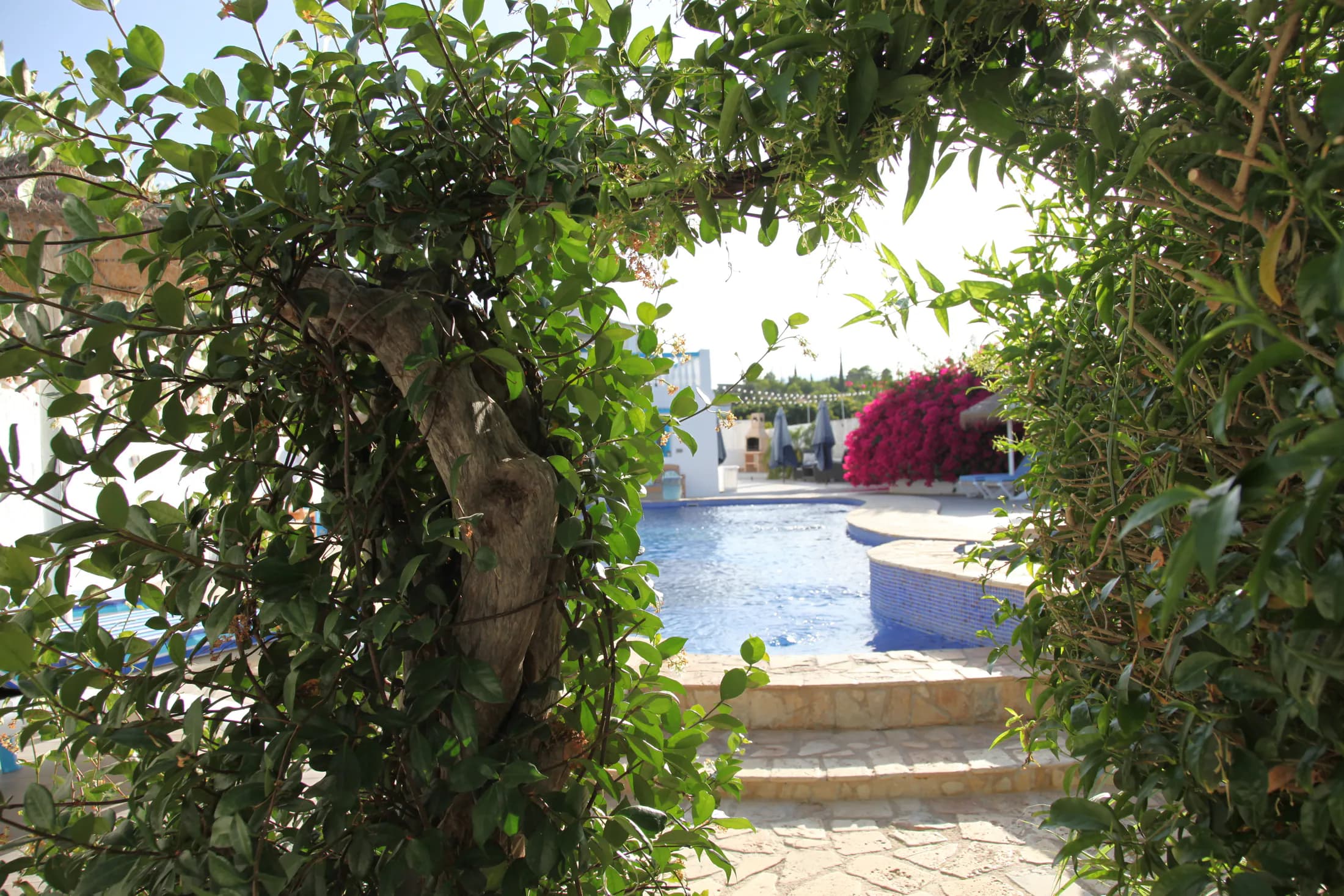 A garden-framed view towards the Dragonfly pool